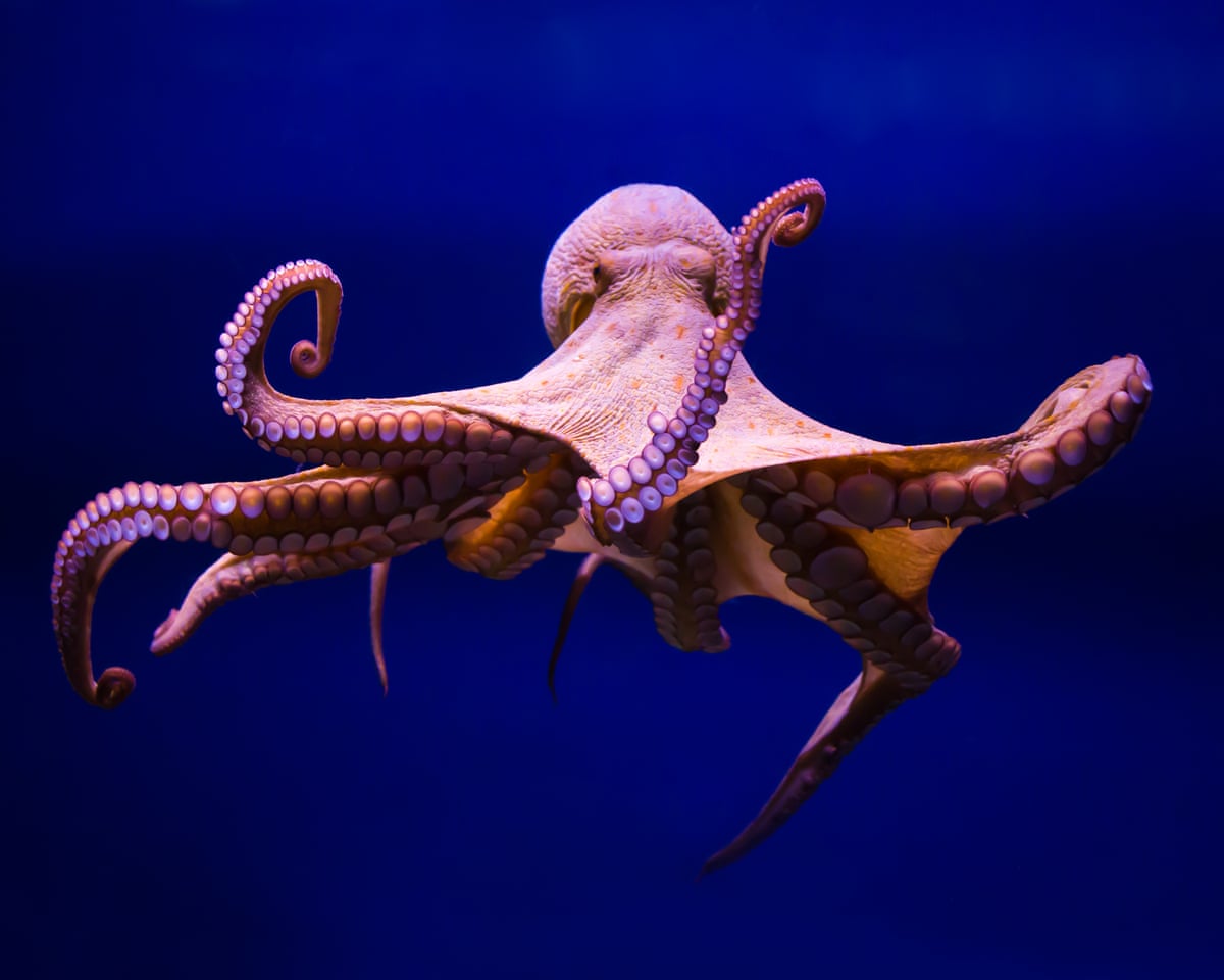 Polpo comune (Octopus vulgaris)