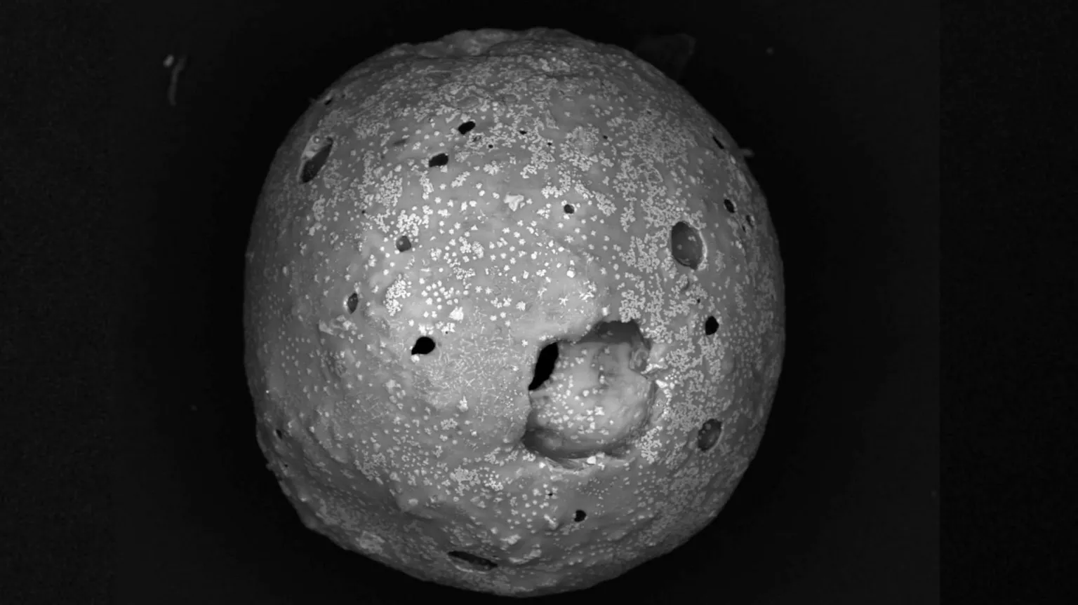 University of Plymouth A magnified image of a silicate porphyritic olivine micrometeorite. The picture shows a circular grey image with indentations and small white flecks. There are a few small holes around the sphere and one large hole in the sphere. The background is black. 