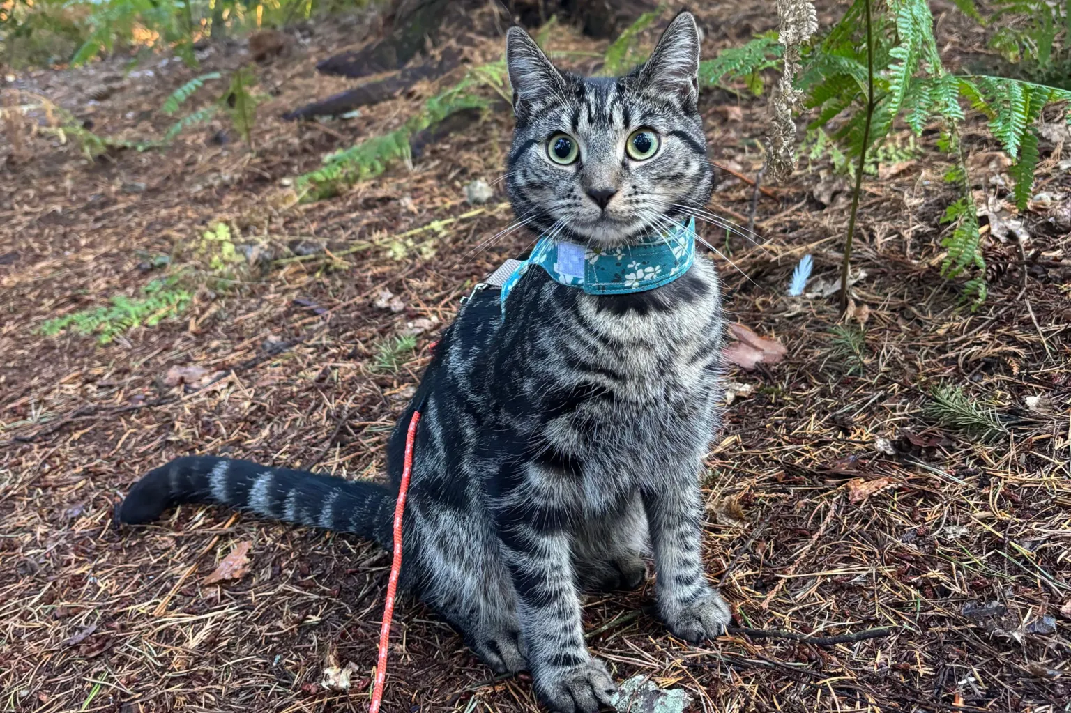 Alana Kestle Roo the tabby cat is sat on a forest floor covered in pine needles. Roo has green eyes and is wearing a turquoise collar and a red rope lead attached.