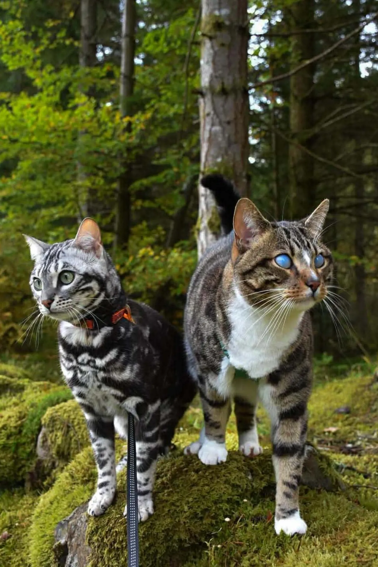 Lucy Francom Fifi and Bongo stand on a mossy rock. Fifi is a grey patterned cat with green eyes and is wearing a red collar. Bongo is a tabby cat and has blue eyes. Behind them is a forest