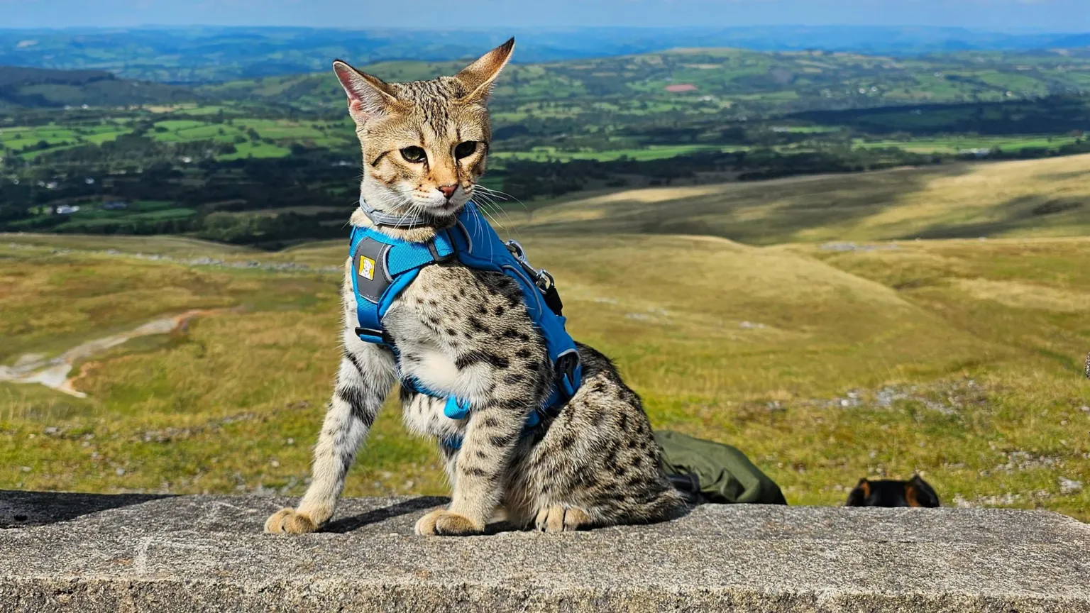 Candice Stapleton A brown cat with black spots sits on a wall, moorland is visible behind him.