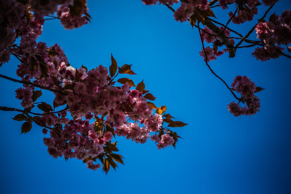 pink blossom in the sun
