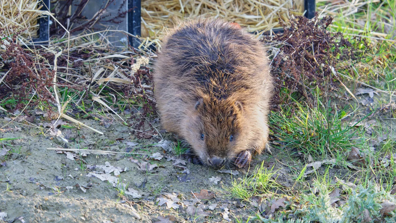 Chiew Loo A brown beaver starting to walk, after being released from a cage. There is foliage on the ground, including leaves, grasses and plants. The beaver is brown, you can just see his feet, face and the back of its body.