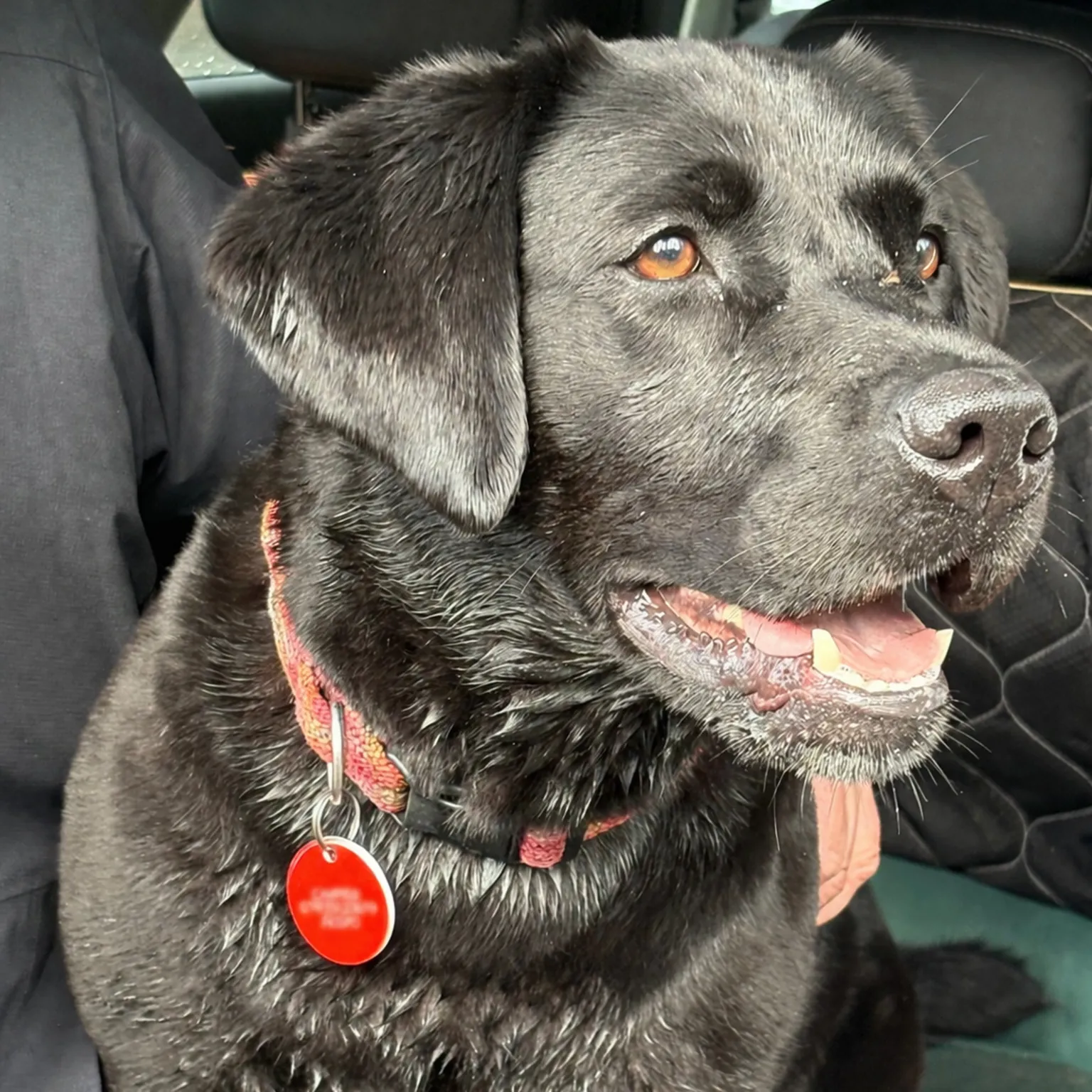 poppy - Black dog sitting on a car seat, mouth open and wearing a red collar.