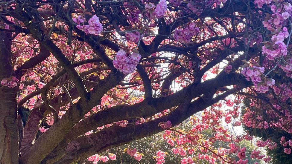 Close-up view of a tree full of pink blossom