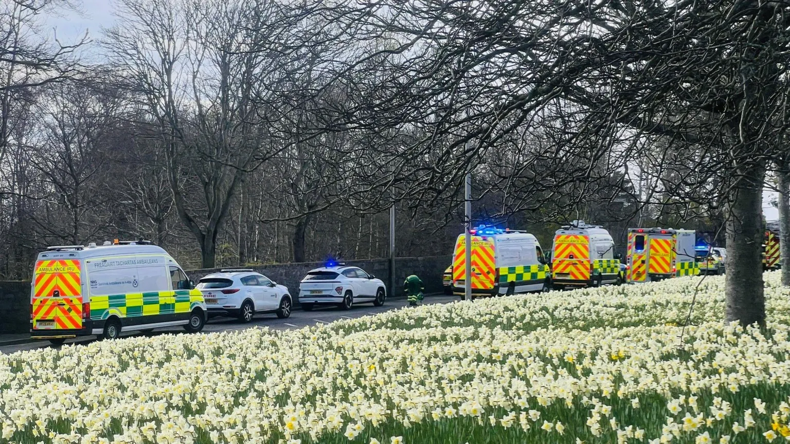 Several ambulances on a road, with a large area of daffodils in grass in the foreground.