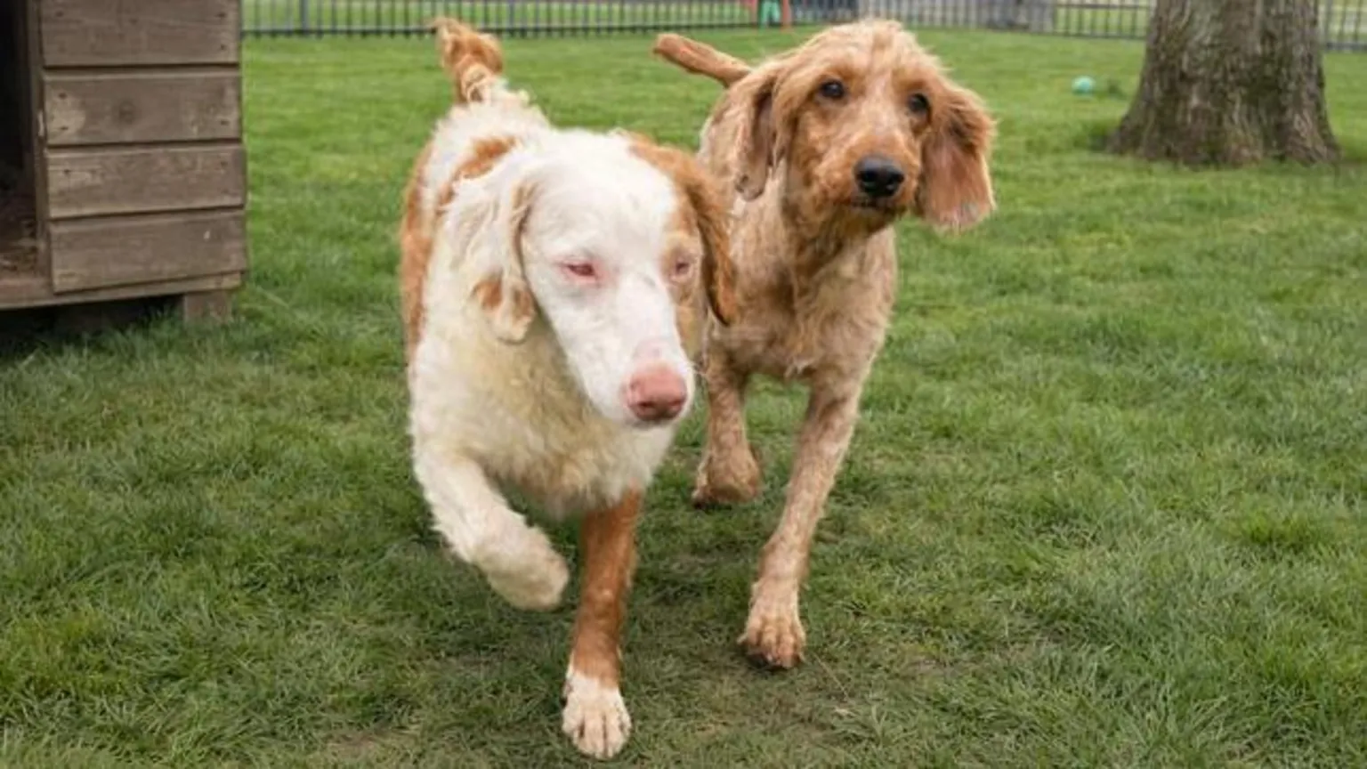 RSPCA Two poodle-cross dogs, one with red eyes and a pink nose and white and tan fur, the other with tan fur, black eyes and a black nose, seen running outside on grass