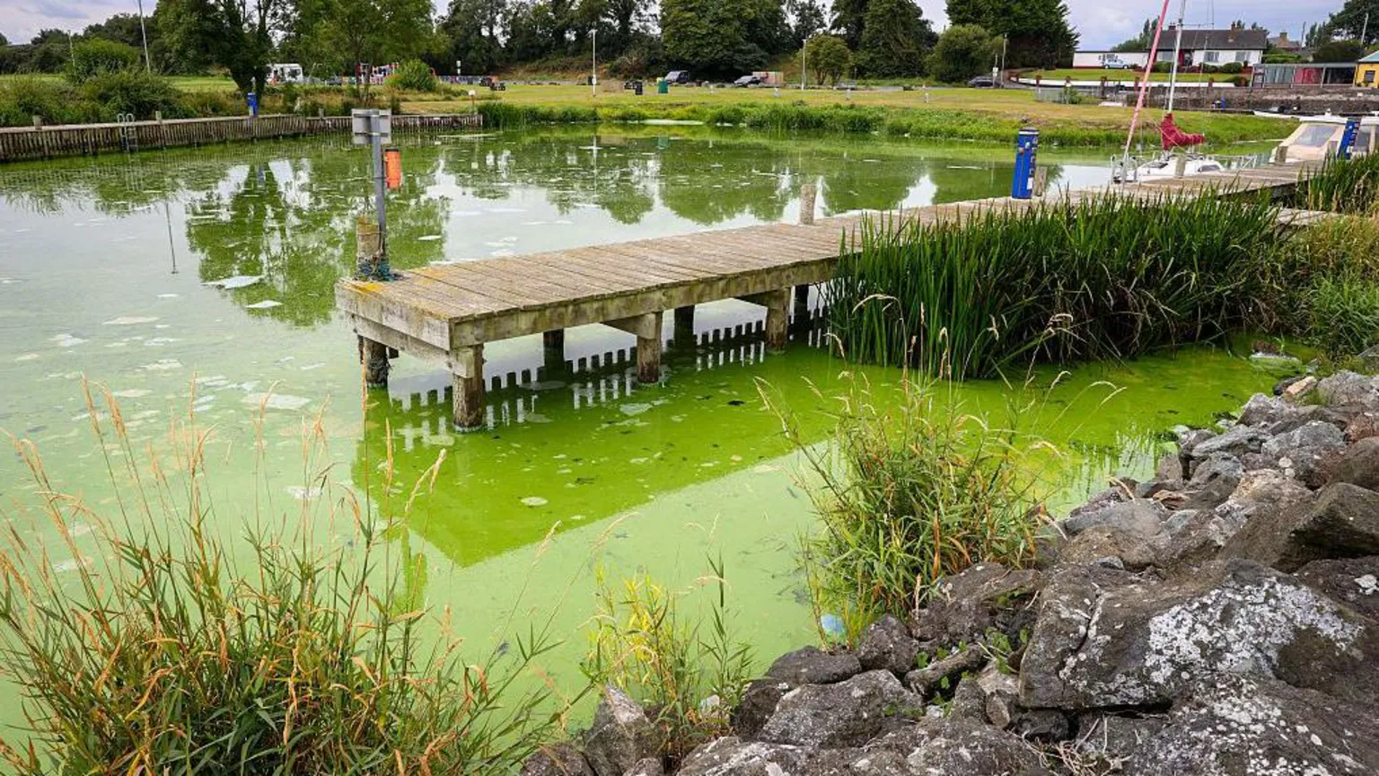 PAUL FAITH/AFP via Blue-green algae infested water is pictured in Battery Harbour on the shores of Lough Neagh, in Northern Ireland, on August 22, 2025. 