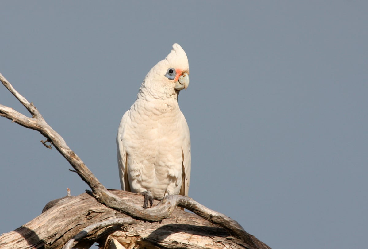 Little corella (Cacatua sanguinea), Yalgorup national park, Western Australia.