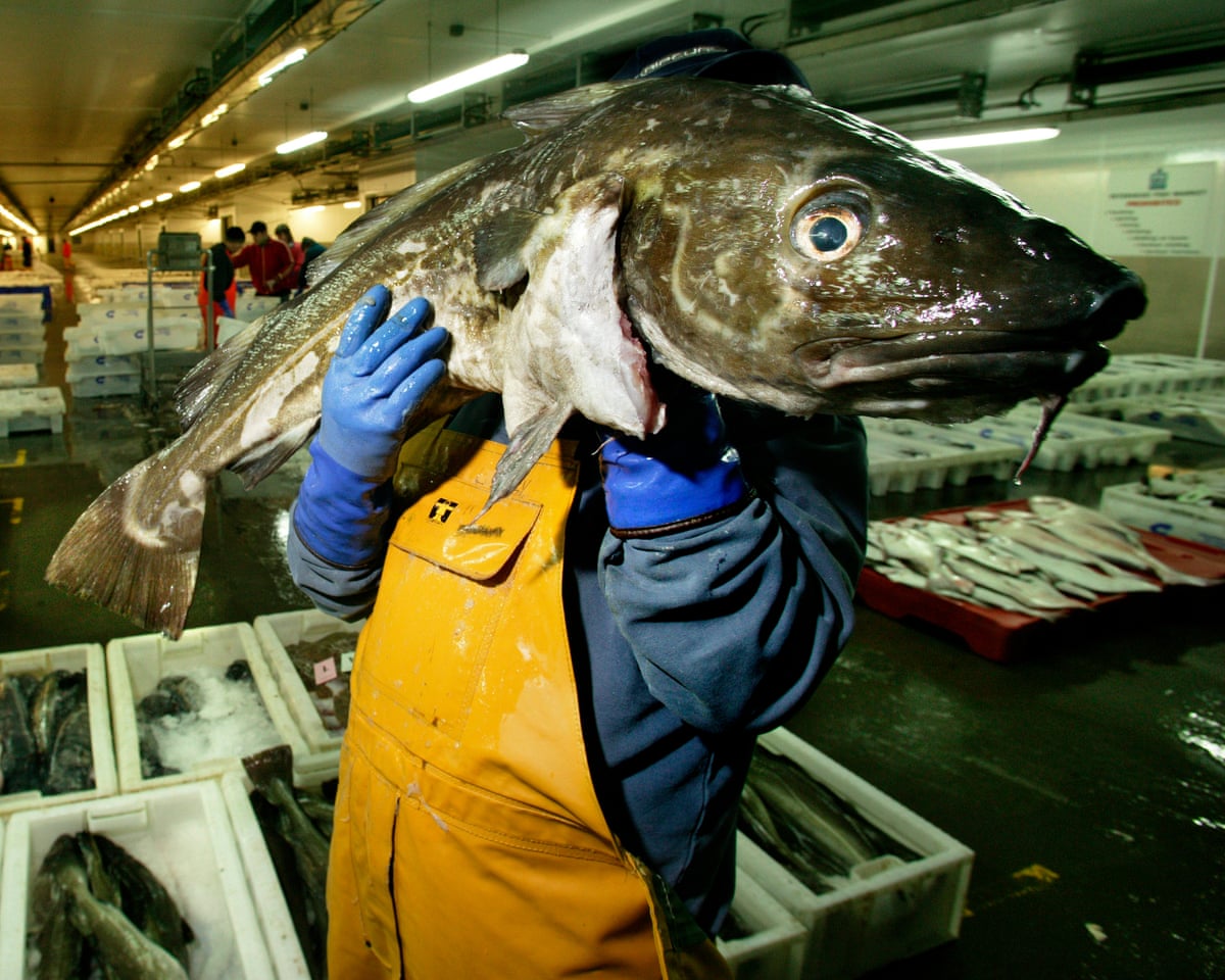 Consumers Advised to Avoid UK-Caught Cod as Population Declines Sharply ...