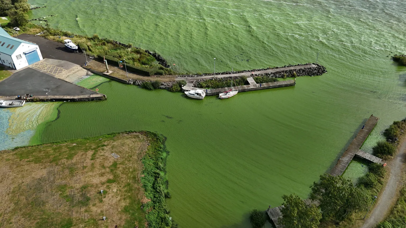 Niall Carson/PA A drone photo of Lough Neagh, the water is green from the algae
