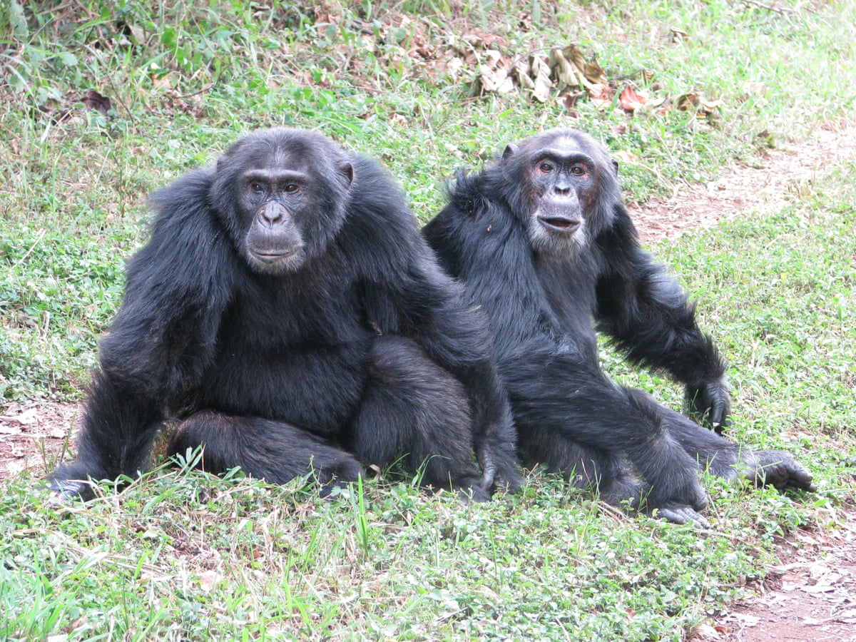 Two male chimpanzees sit together on the grass.