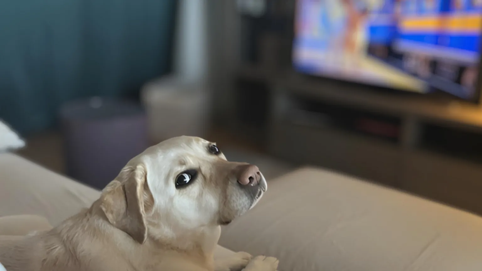 Luca Carano Luna the dog sits on the sofa and looks back towards the camera, while in the background the TV is on.