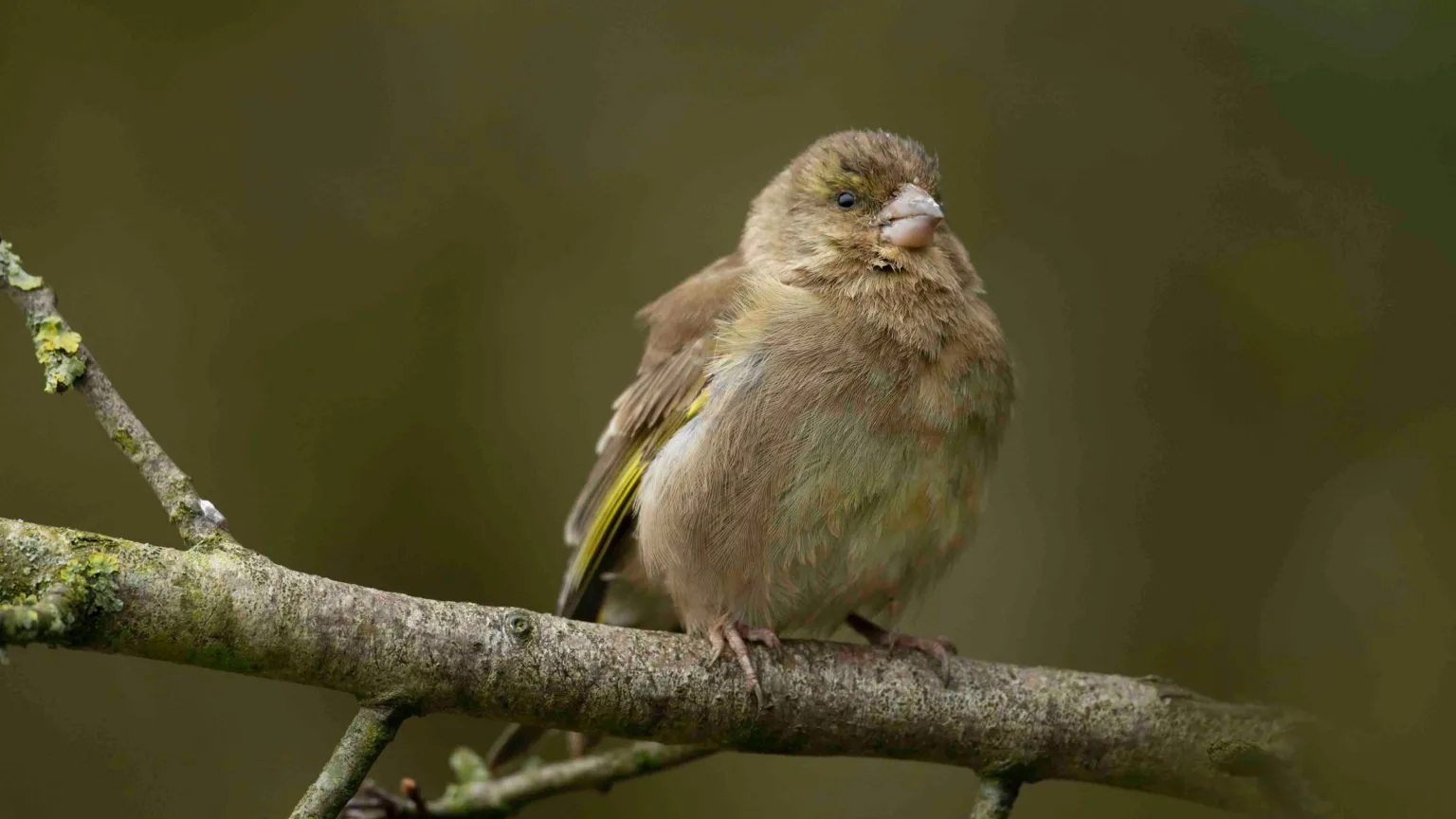 Ben Andrew / RSPB Small grey brown bird with green wing feathers sitting on a branch with straggly and fluffy feathers around chest and face