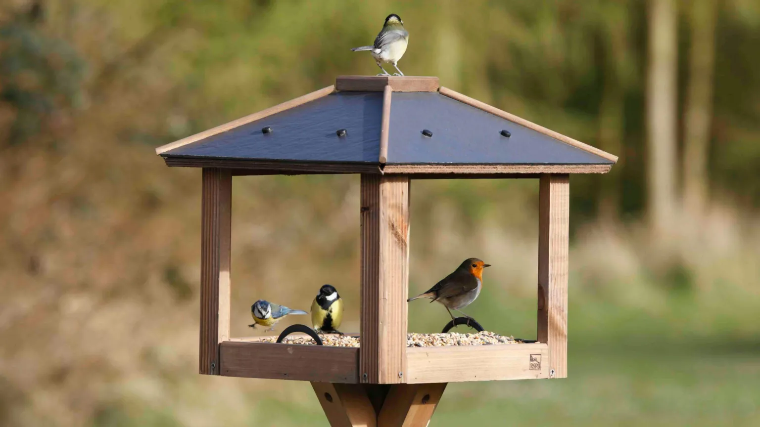 Nigel Blake / RSPB Four different birds including a robin red breast and tit with yellow chest eating seeds from a flat wooden bird table with a grey roof