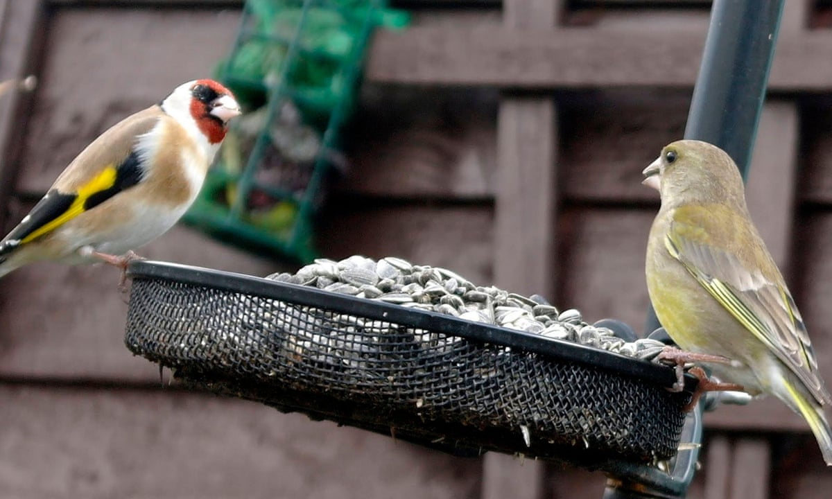 A greenfinch and a goldfinch at a sunflower seed feeder.