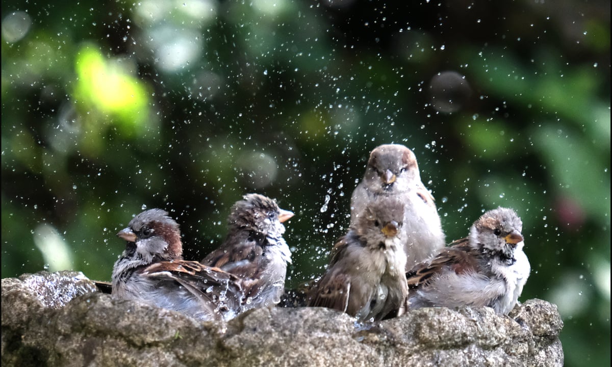 House sparrows enjoying a bird bath