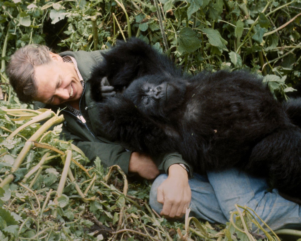 A Gorilla Story: Told by David Attenborough.