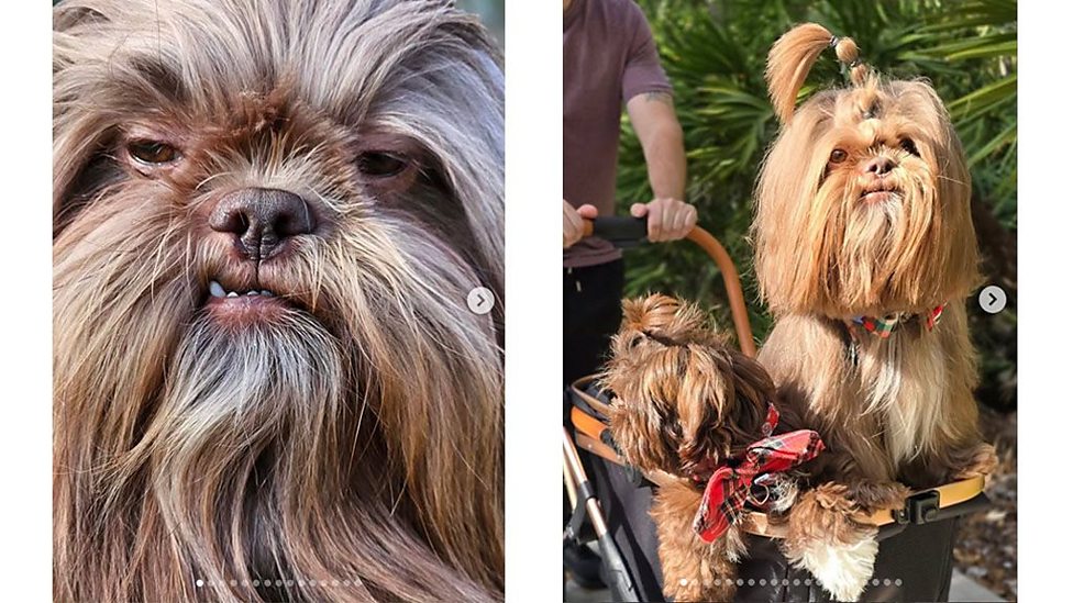 George the shih-tzu has become famous on Instagram due to his resemblance to Chewbacca from Star Wars
