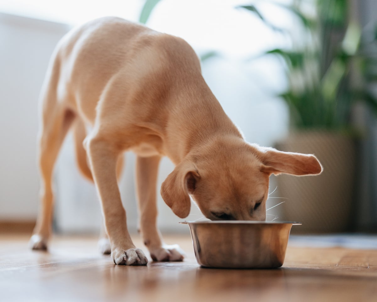 Cute Yellow Dog Eating From a Bowl at HomeClose up shot of a cute yellow puppy eating its food from a metal bowl at home.