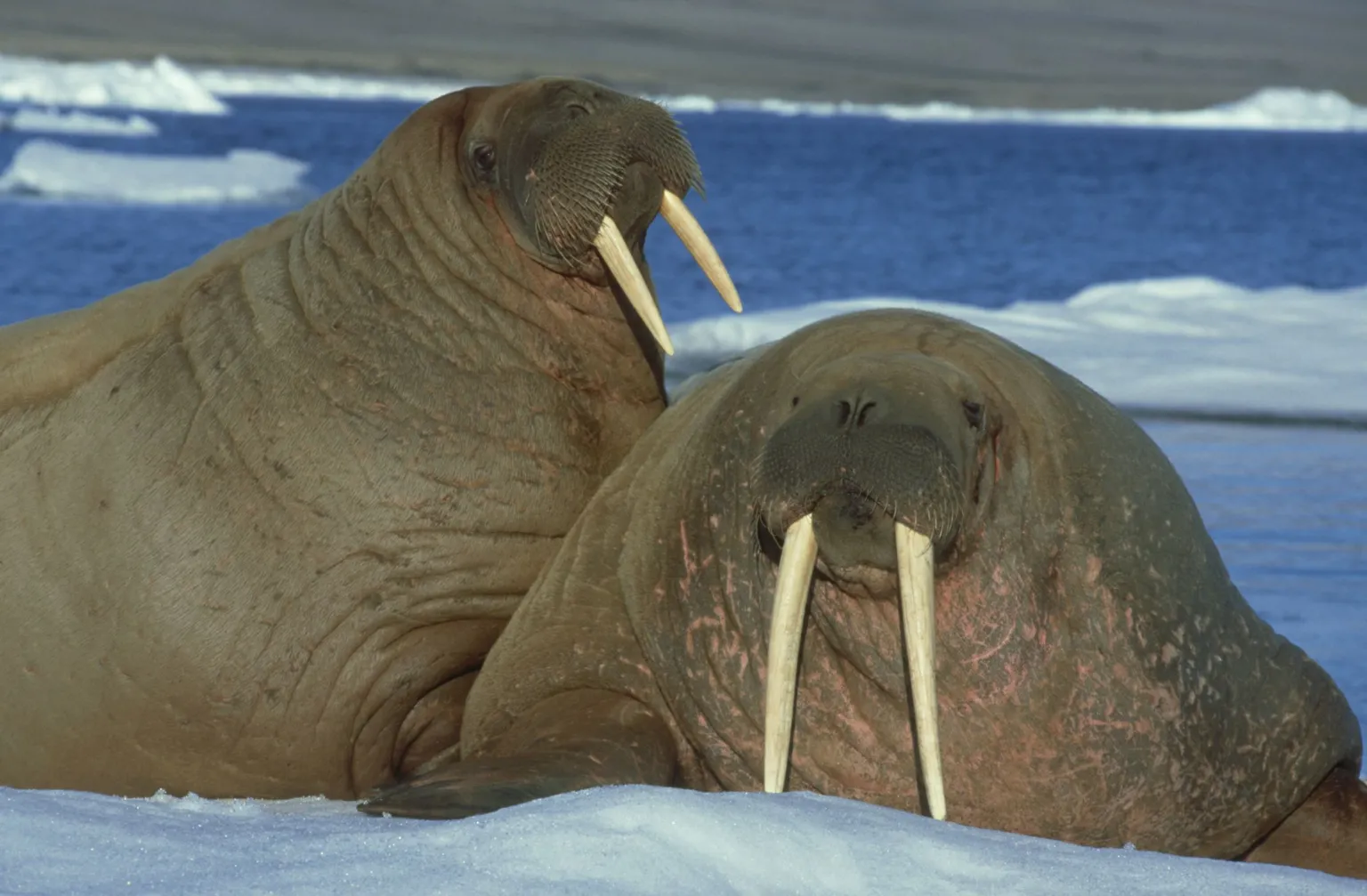  - Doug Allan Two walruses resting on sea ice beside open water, showing long tusks and wrinkled brown skin in a polar coastal setting.