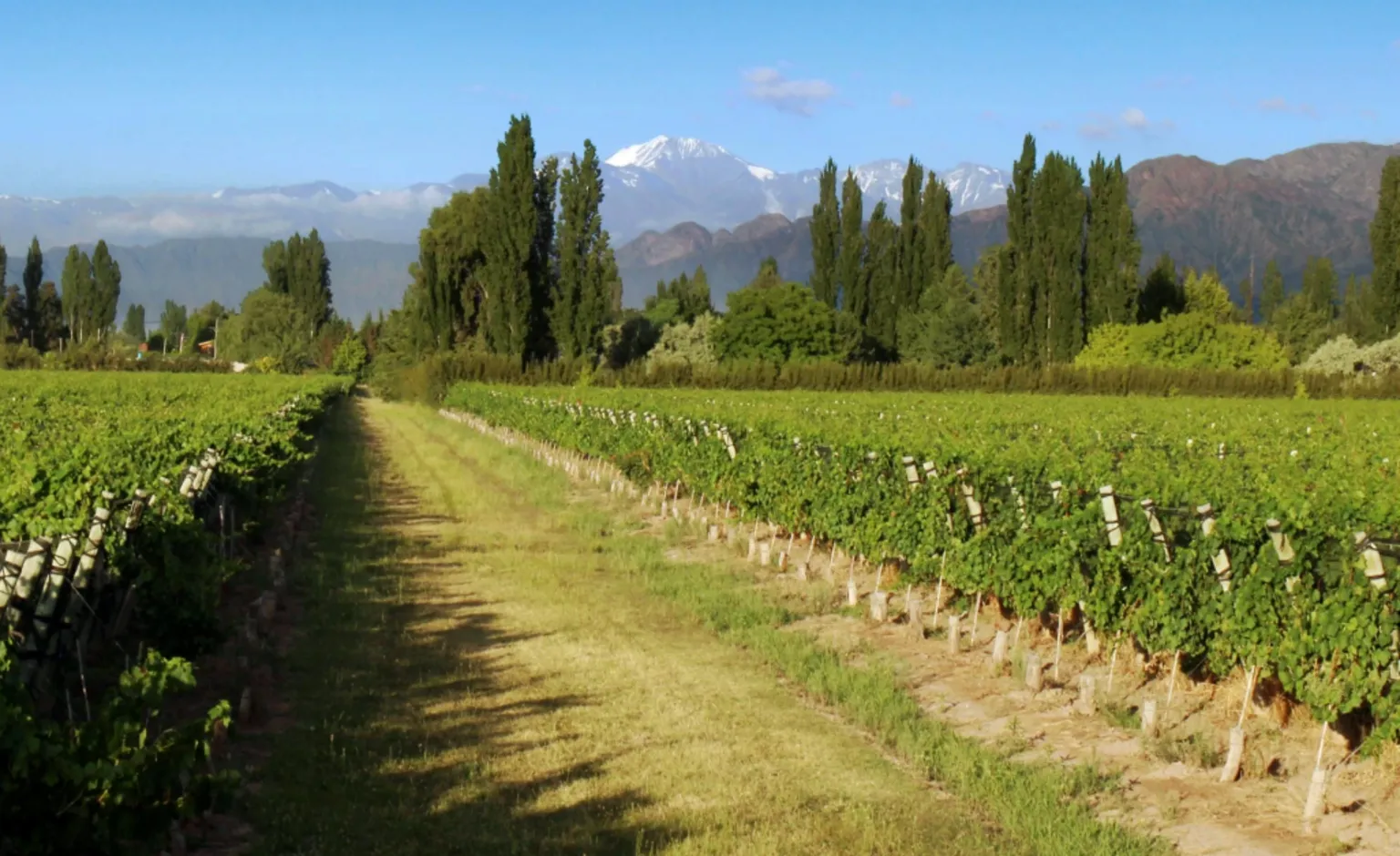 Bodega Gieco A lush, green vineyard under the Andes mountains