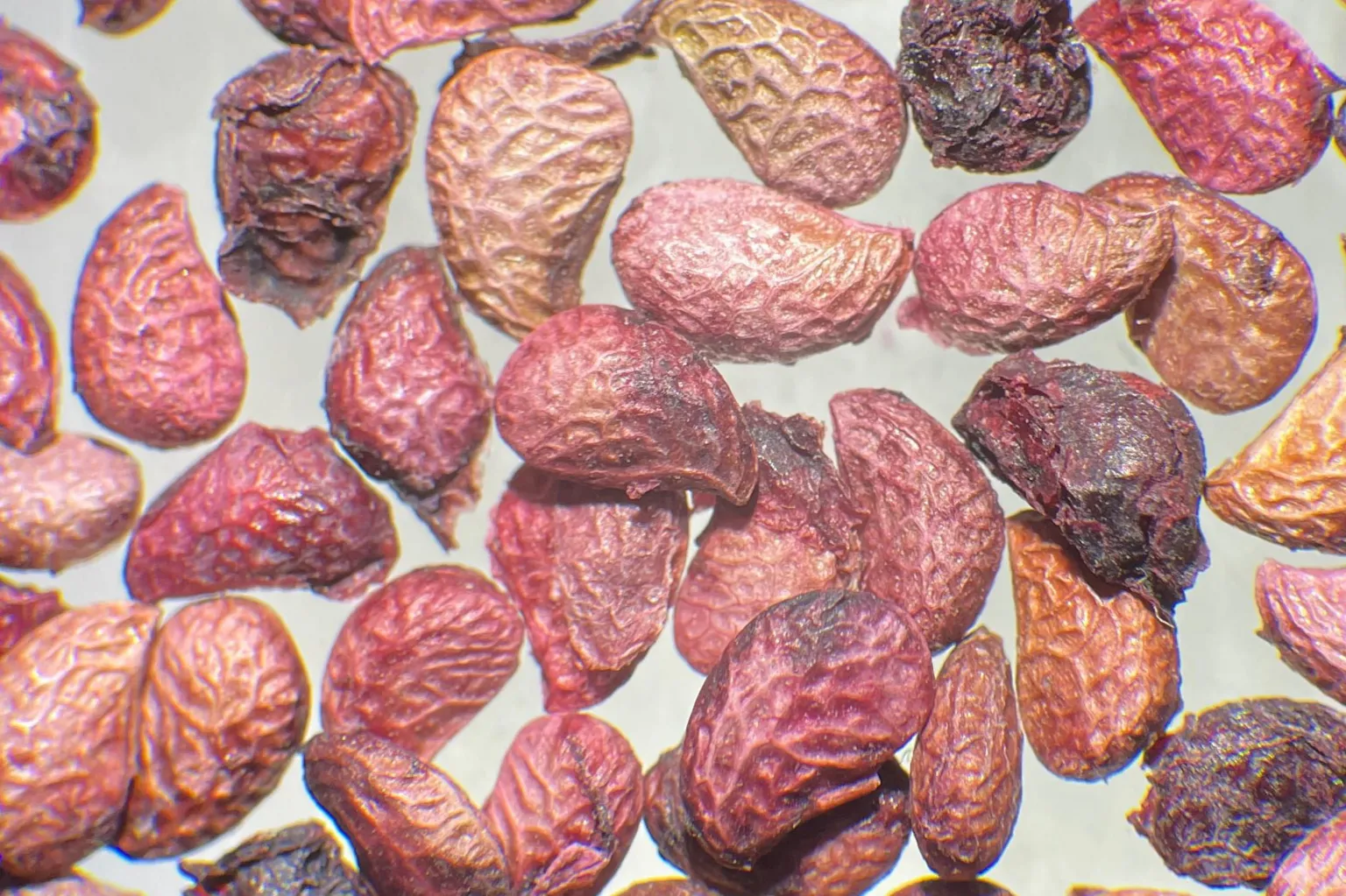 The National Botanical Garden of Wales A circular microscope view showing many small, wrinkled seeds in shades of pink, red, and purple spread across a white background.