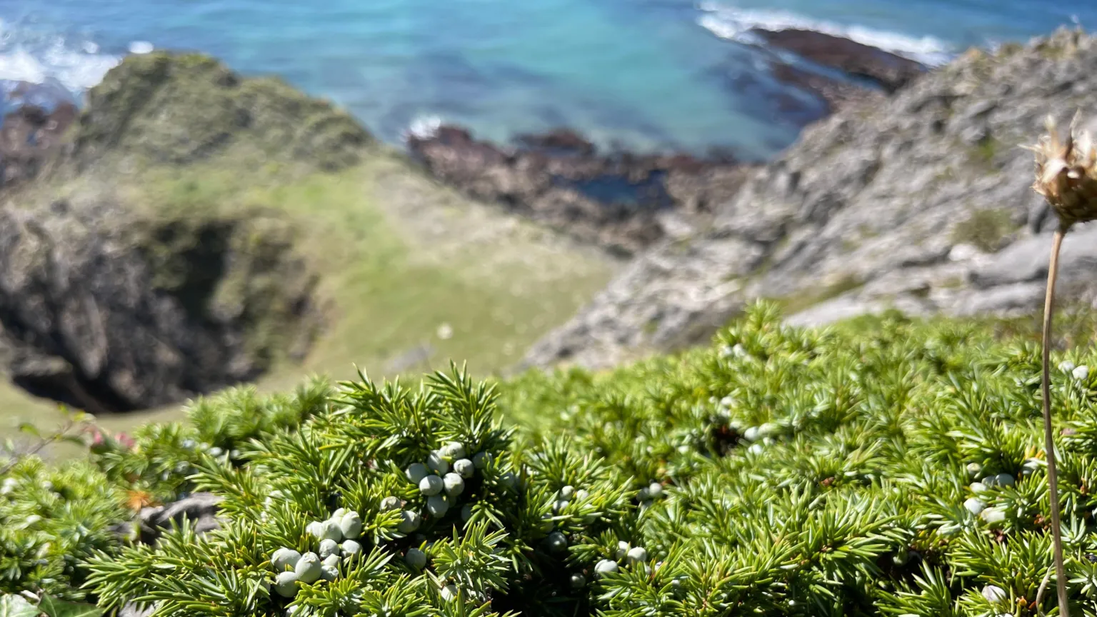 The National Botanical Garden of Wales Close-up of a Juniper shrub with clusters of small pale berries growing among rocky ground. In the background, out of focus, steep cliffs drop towards a turquoise sea, with jagged rocks and waves visible along the shoreline below. The image contrasts the sharp detail of the foreground plants with the soft, blurred view of the dramatic coastline beyond.
