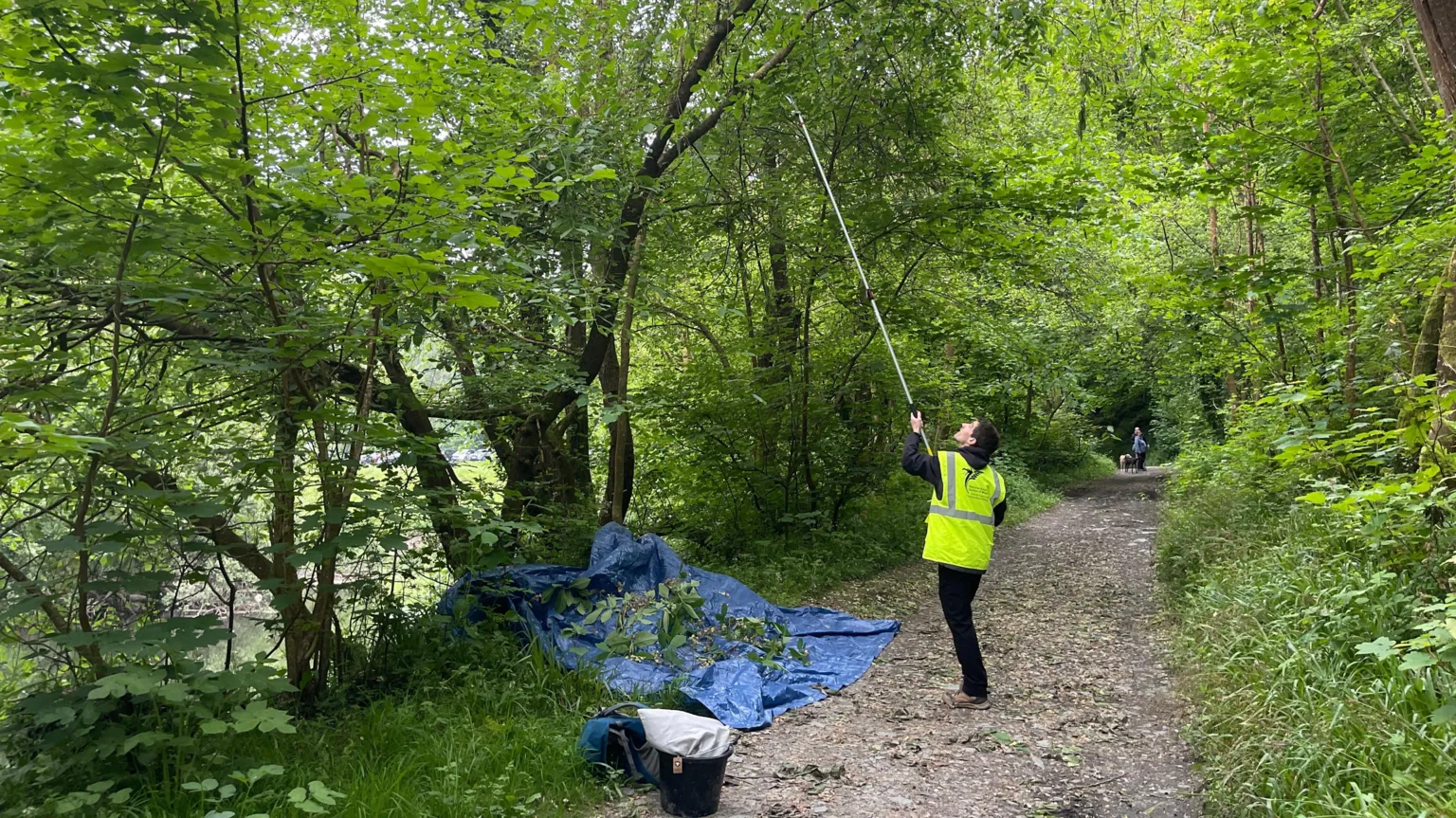 The National Botanical Garden of Wales A person stands outdoors beside a dense, leafy thicket, using a long pole with a cutting or grabbing attachment to reach clusters of dark berries high in the bushes.