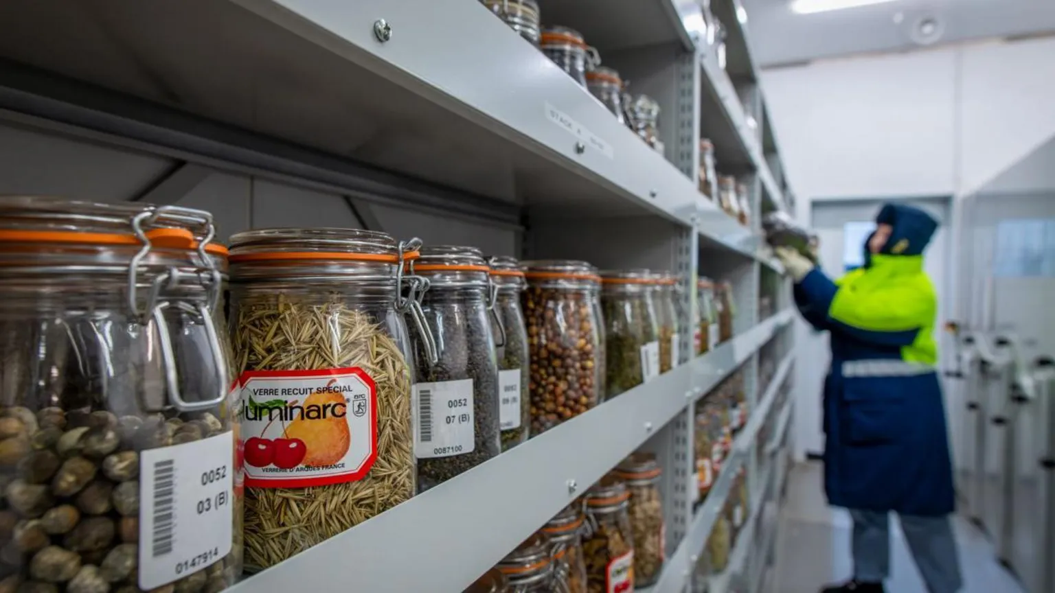 Ines Stuart-Davidson / RBG Kew Rows of glass jars filled with different types of seeds sit neatly on long metal shelving inside a cold‑storage room. Each jar has a white label and an orange sealing clip. In the background, a person wearing a thick insulated coat and gloves reaches toward the shelves, working in the chilly environment where the seeds are stored. The room is brightly lit and organised, with multiple aisles of preserved seed collections.