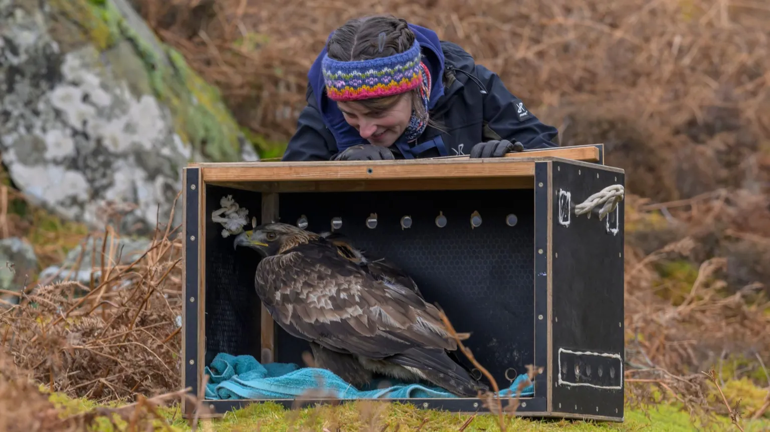 Phil Wilkinson A smiling woman in a blue jacket and multicoloured headband bends over an open box with a golden eagle sat inside on a blue towel. Surrounding them is moss, rocks and bracken.