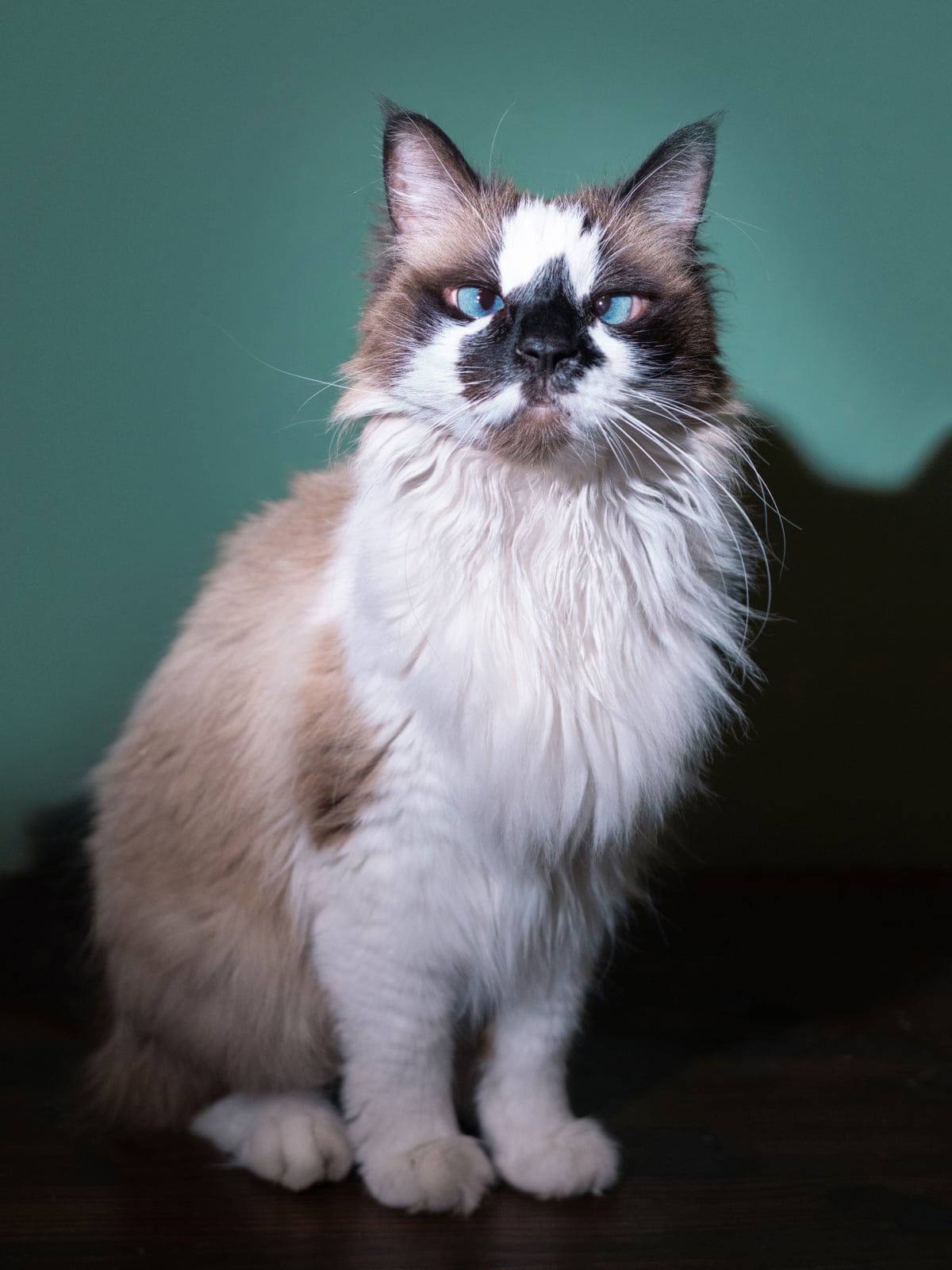 A fluffy, long-haired light brown and white cat with blue eyes which both point inward.