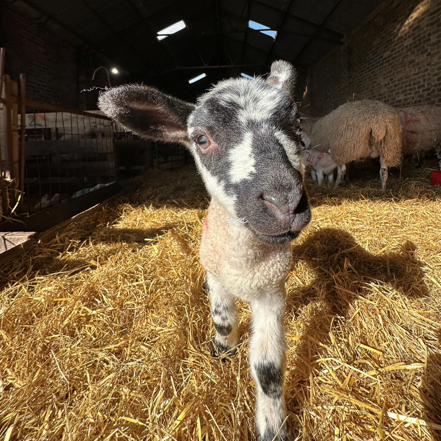 Jake Stewart A young lamb with black-and-white markings stands on a bed of straw inside a sunlit barn, with other sheep and farm structures softly visible in the background.