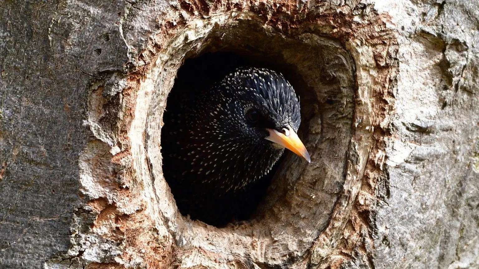 Martin Pirie A speckled starling peeks out from a round hollow in a weathered tree trunk, its dark feathers and yellow beak framed by rough bark.