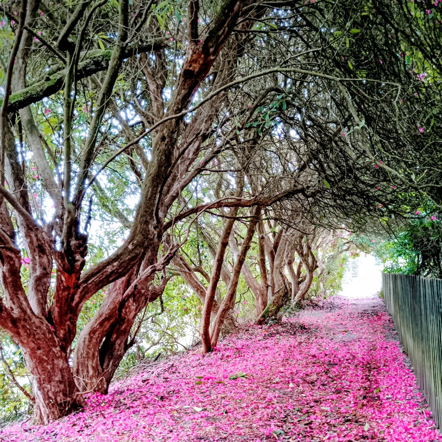 Niall Hammond A narrow woodland path is carpeted with bright pink fallen petals, winding beneath twisted trees that form a natural archway of branches.