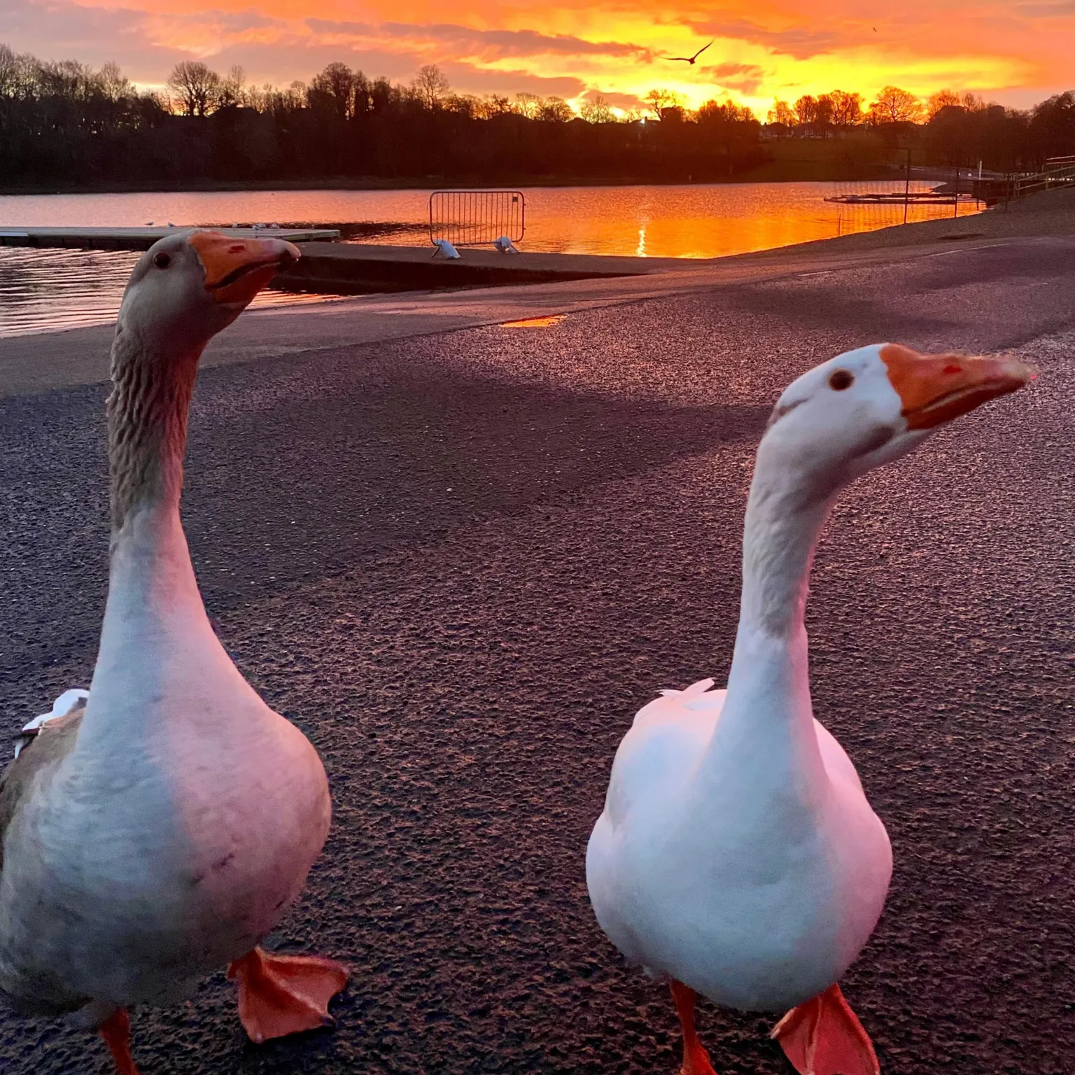 Liz Troy Two white geese stand on a lakeside path, silhouetted against a glowing orange sunset reflecting across calm water and distant trees.
