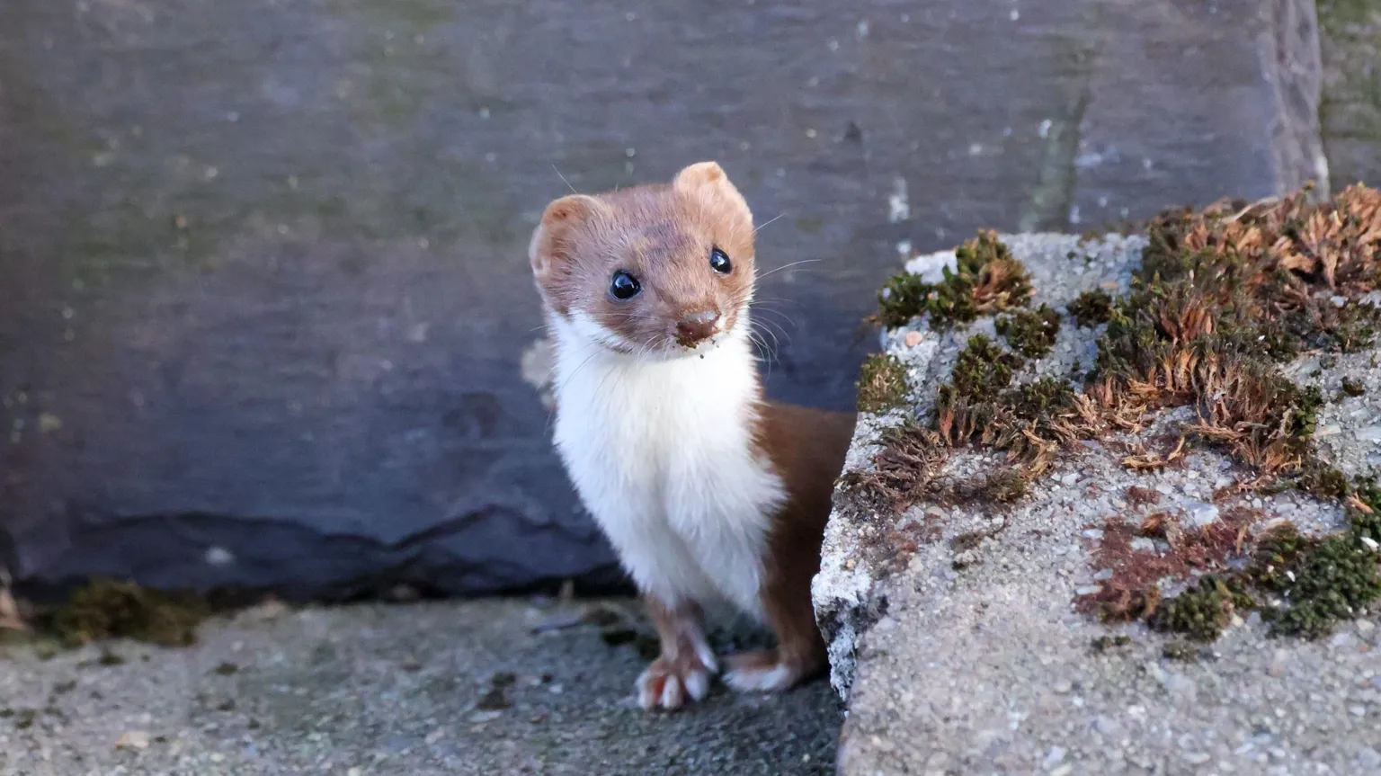 Loreena Price A small brown-and-white weasel stands on a stone surface beside a mossy ledge, with a grey wall in the background. The animal is upright on its paws, facing the camera, and sharply detailed against the muted surroundings.