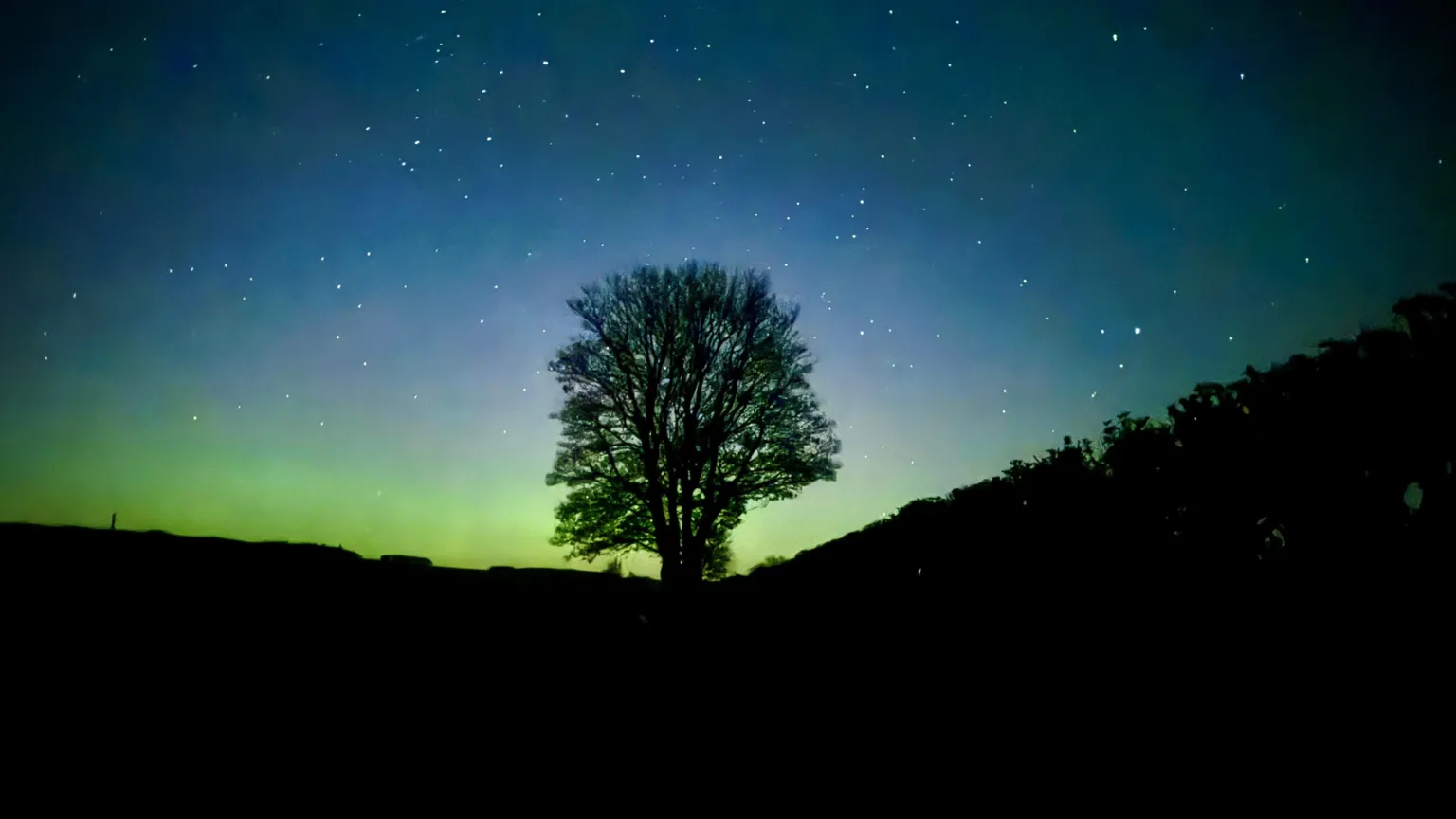 Hayley Davis A lone bare tree stands silhouetted against a night sky filled with stars and a soft green glow of aurora near the horizon. The surrounding landscape is dark, emphasizing the contrast between the glowing sky and the tree’s outline.