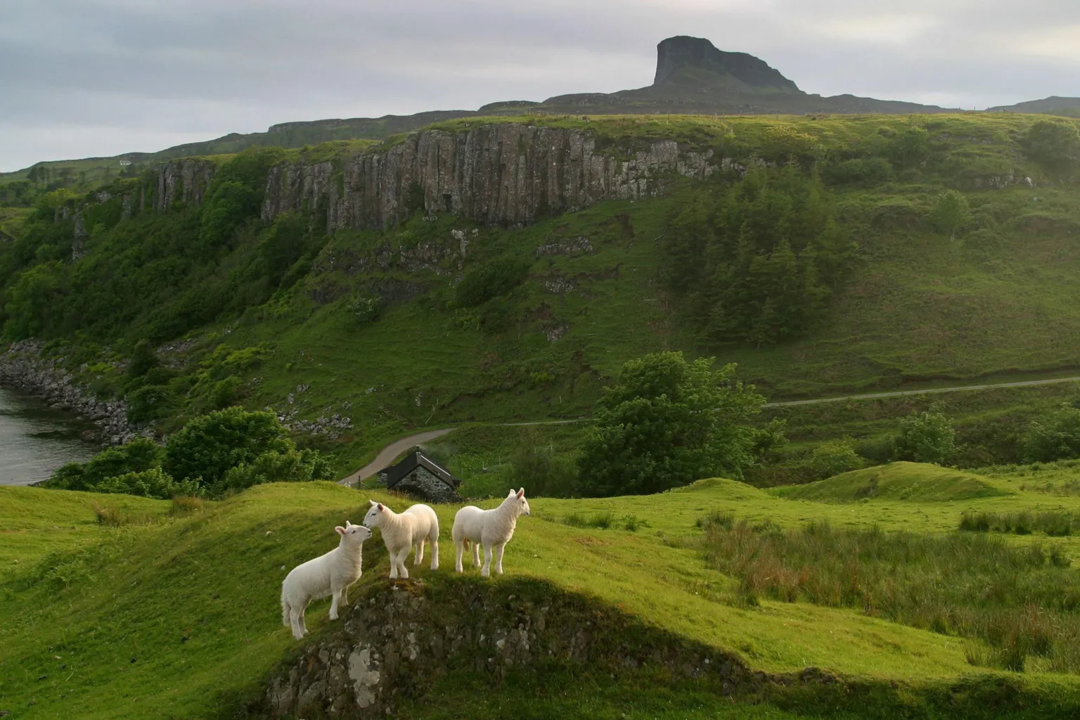 Lambs on a rocky outcrop with cliffs and rocky hill in the background.
