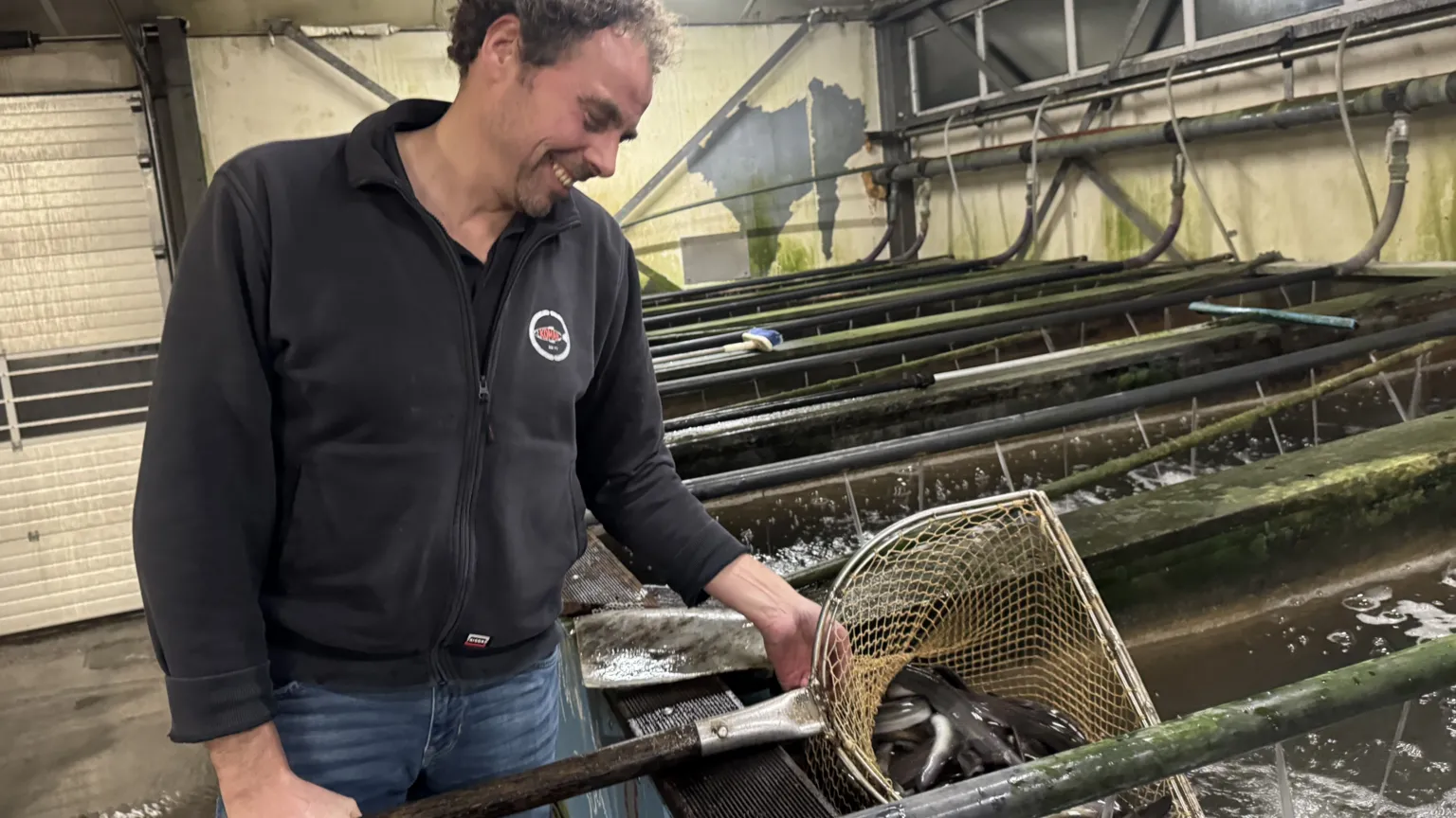 Fishmonger Jaco Koman with a net full of eels