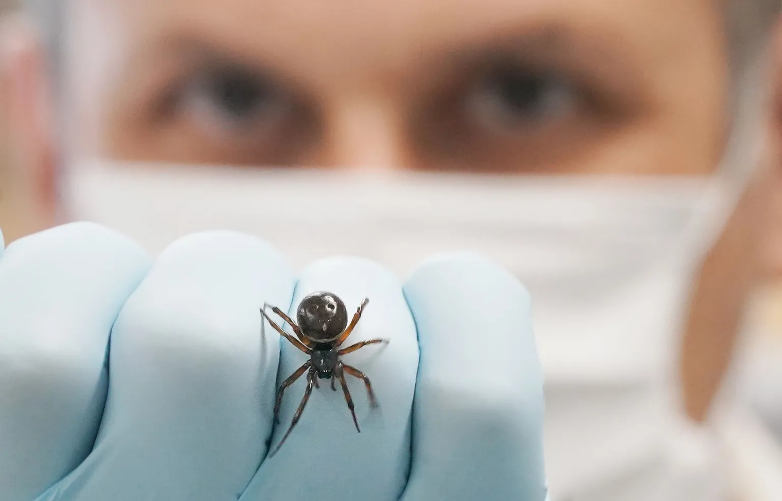 Dr Dugon wears a mask and looks at the camera while holding up a noble false widow spider on a latex gloved hand, at the Venom Lab at National University of Ireland Galway with a Noble False Widow (Steatoda Nobilis) in 2022.