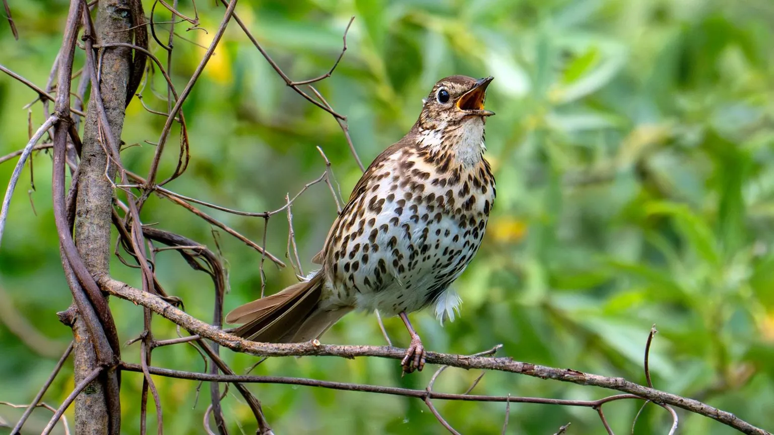  The image shows a song thrush perched on a branch while singing.