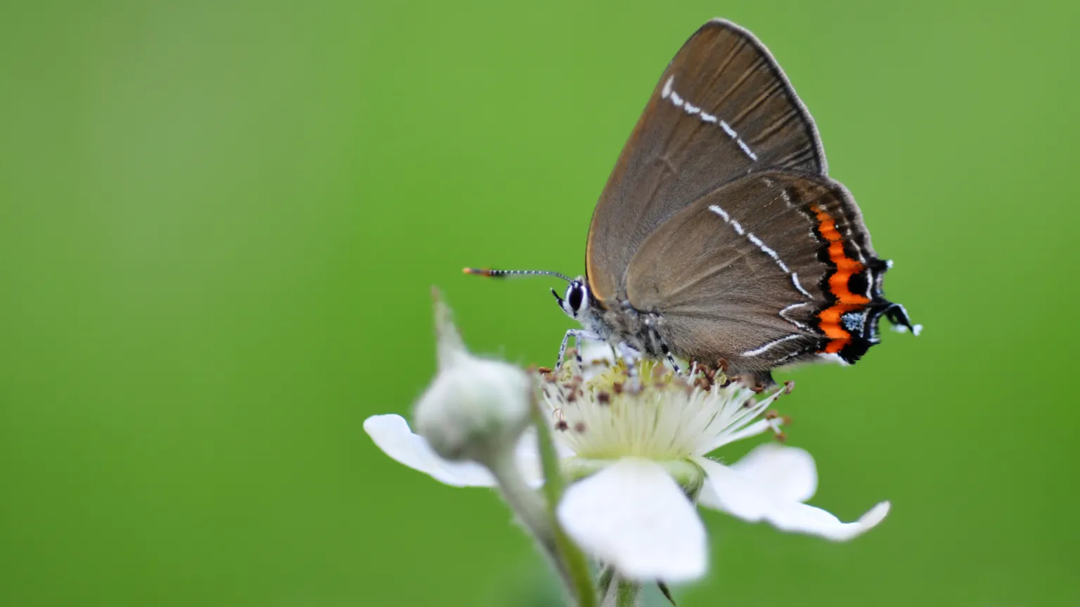 Gilles San Martin A small butterfly is pictured from the side on the white flower of a plant. Its wing is mostly gray with a flash of orange at the tip. 