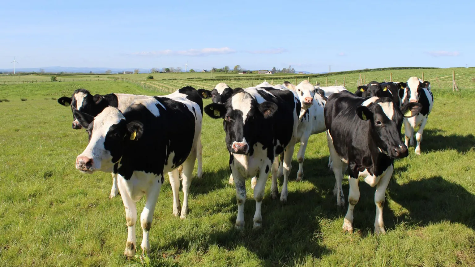  A small herd of black and white Holstein cows in a field on a sunny day. 