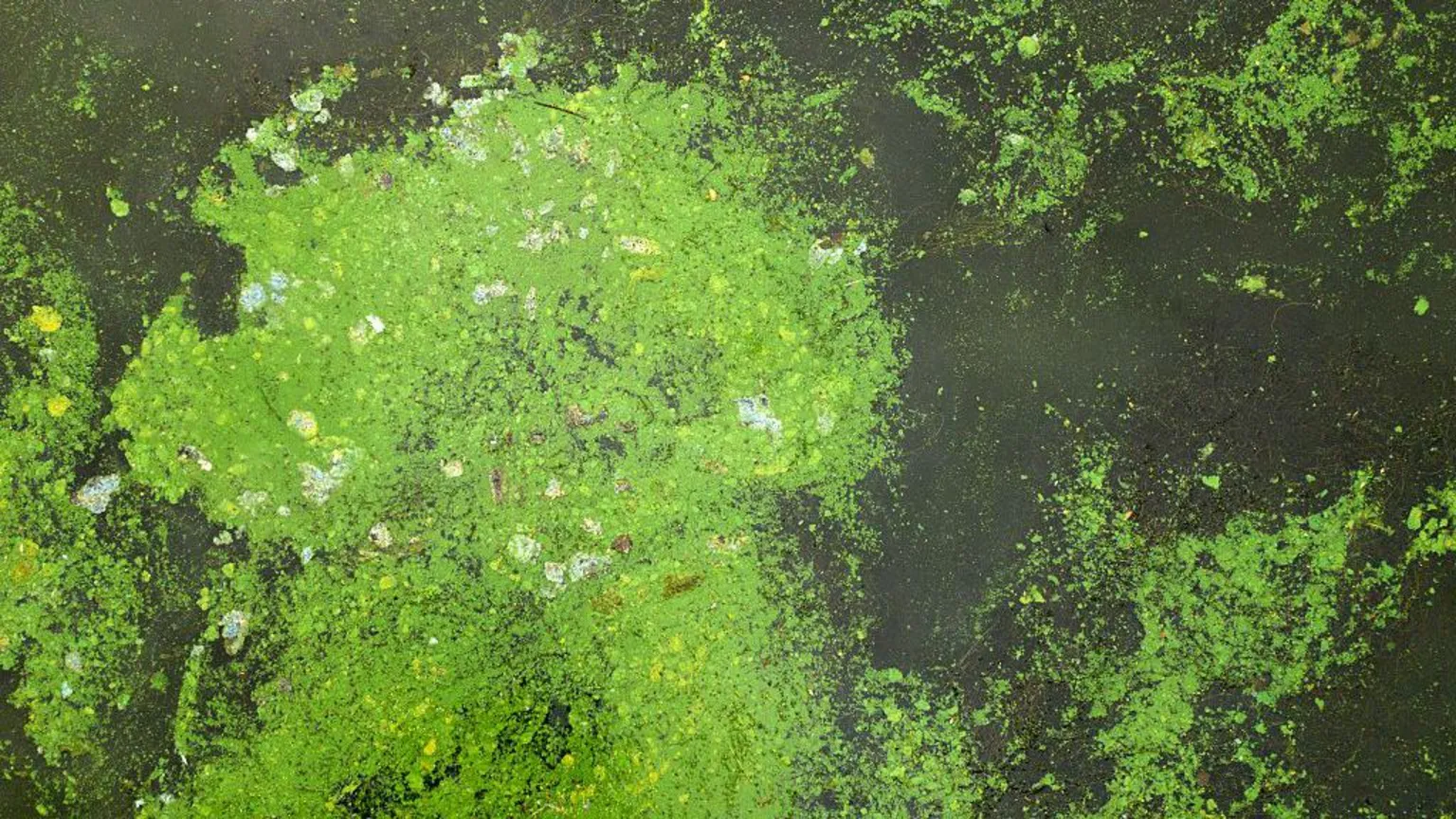 Blue green algae in water.