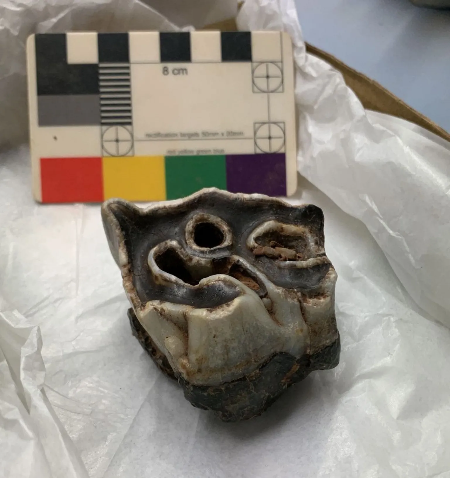 University of Aberdeen A molar from a woolly rhino, discovered during earlier digs at the cave