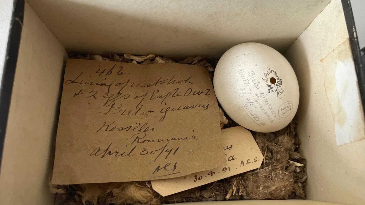 A large white egg is pictured inside a box. Beside it is a handwritten note on brown paper identifying the egg as that of a Bubo Ignavus.