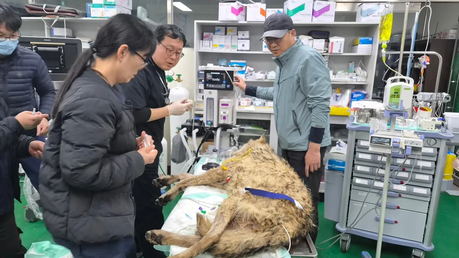 Daejeon City People surrounding a sedated wolf lying on a table, in a medical facility