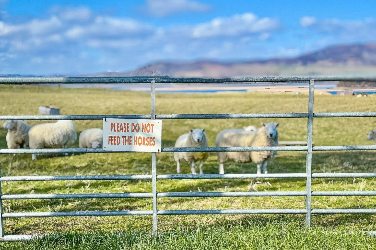 Allister Fraser Sheep in a field behind a fence which has a sign which says 'PLEASE DO NOT FEED THE HORSES'.