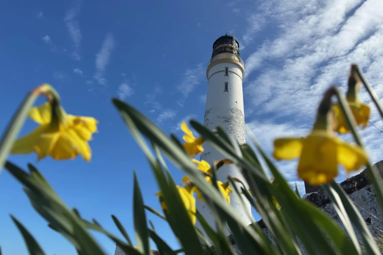 Magnus Wake A white lighthouse under a blue sky, with yellow daffodils in the foreground.